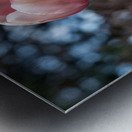 Pink Tulip Harmony Metal print