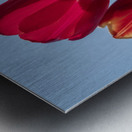 Red Tulips Metal print