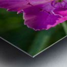 Maiden Pink Metal print