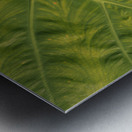 Giant  Leaf Metal print