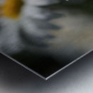 Marguerites Metal print