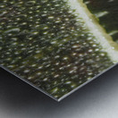 Leaf with Morning Dew Metal print