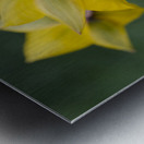 Spring Forward Metal print