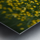 Tall Buttercup Field Metal print