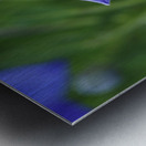 Balloon Flower Metal print