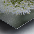 Allium Pskemense Metal print