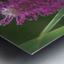 Lilac Squirrel Metal print