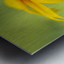 Brown Betty Metal print