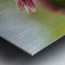 Coneflower Blooming Metal print