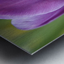 Plump Purple Tulip Metal print
