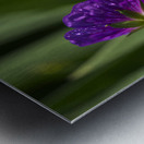 Purple Pretty Metal print