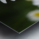 Common Daisies Metal print