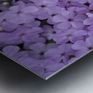 Pink Groundcover Metal print