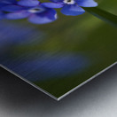 Beautiful in Blue Metal print