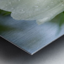 The Plumpy One Metal print