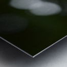 Catchfly Metal print