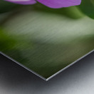 Pink Periwinkle Metal print