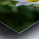 Easter Lily Metal print