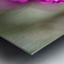 Orange Eye Metal print