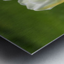 Yellow and White Metal print