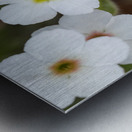 Colorful Dots Metal print