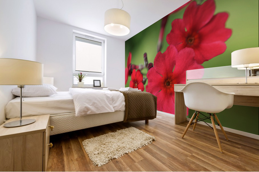 Japanese Primrose Mural print