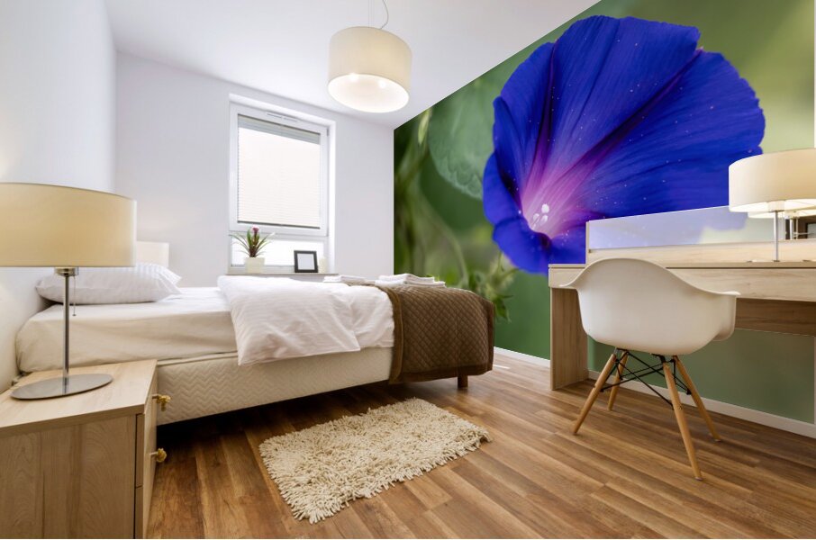 Purple Morning Glory with bud Mural print