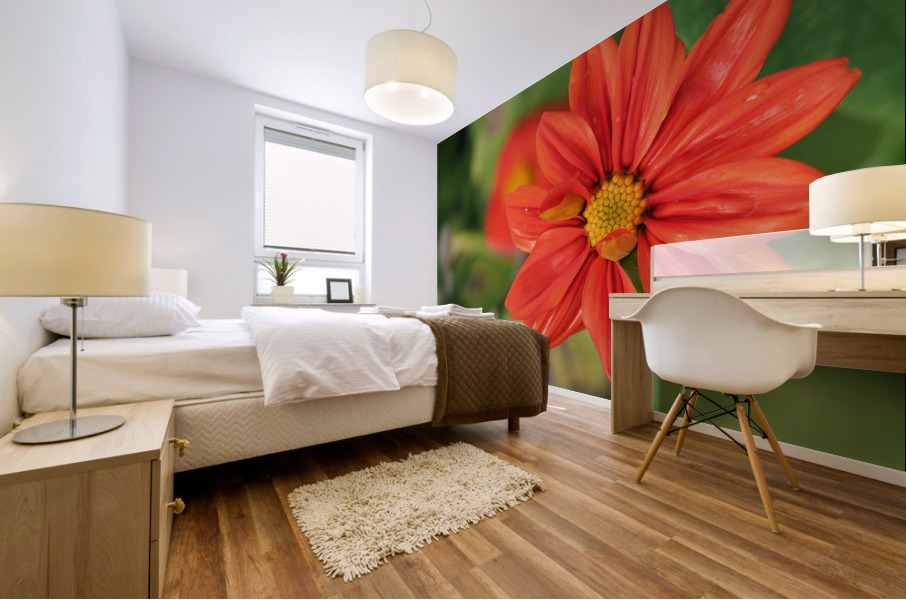 Red Dahlia Mural print
