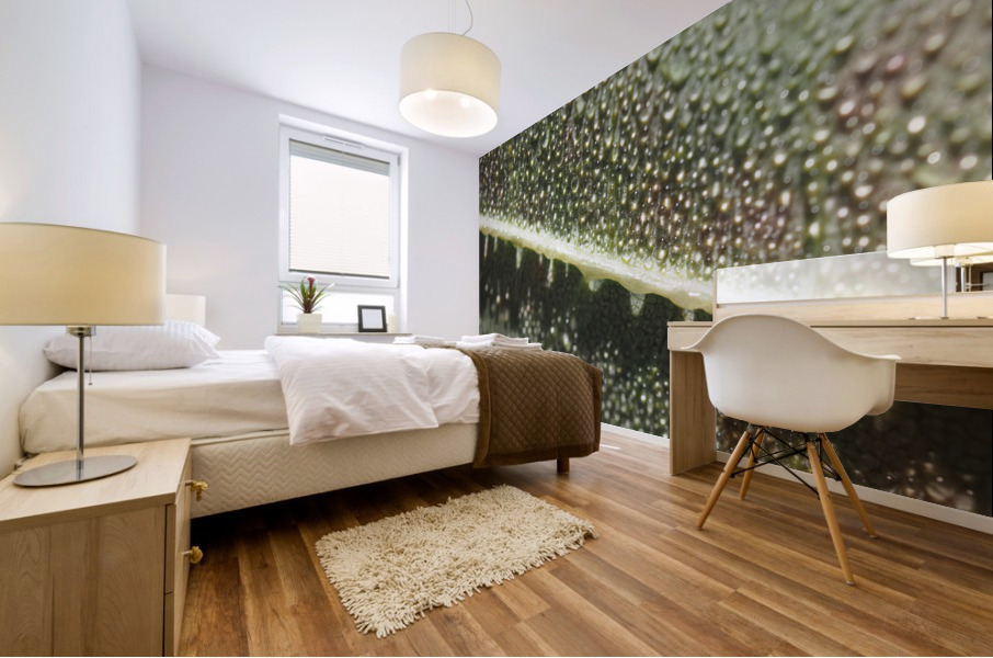 Leaf with Morning Dew Mural print
