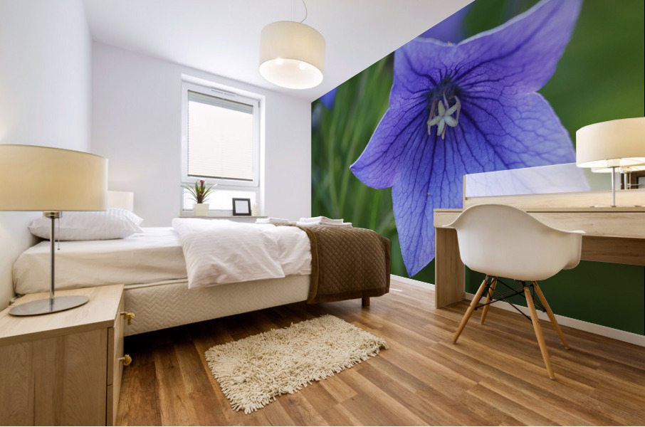 Balloon Flower Mural print