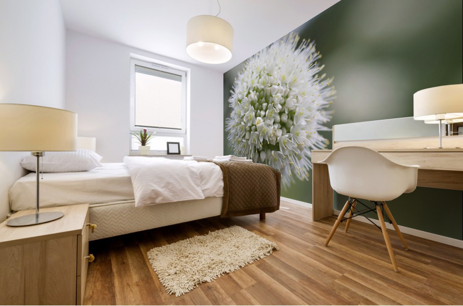 Allium Pskemense Mural print