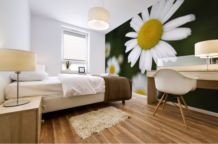 Common Daisies Mural print