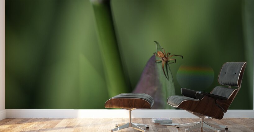 Spider with Rainbow Drop Wall Murals