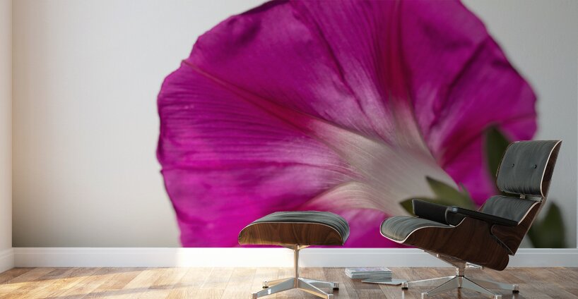 Anticipation Wall Murals