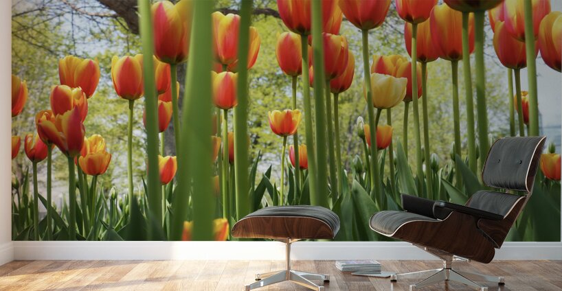 A View From Below Wall Murals