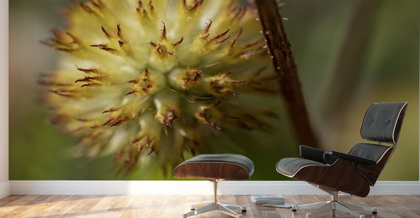 Blanketflower Wall Murals