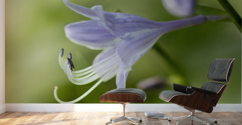Purple Hosta Flower Wall Murals