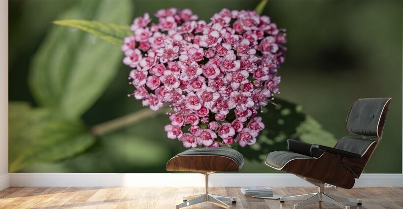 Candlelight Wall Murals