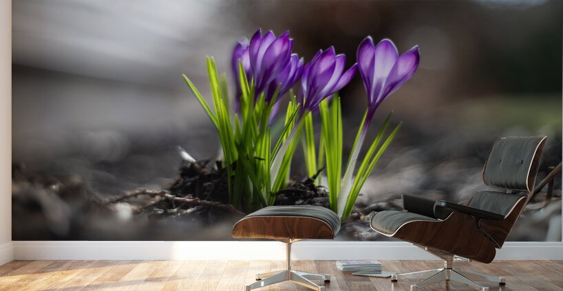 Crocus Wall Murals