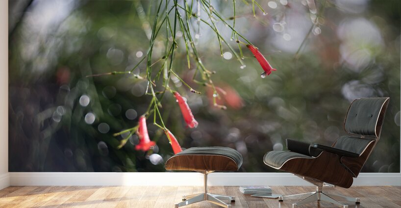 Firecrackers Wall Murals