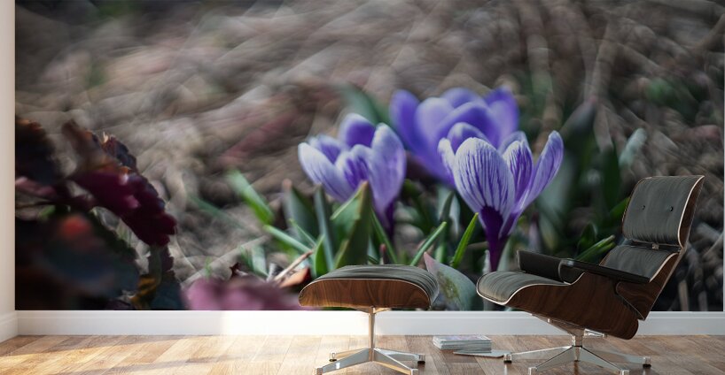 King of the Striped Wall Murals