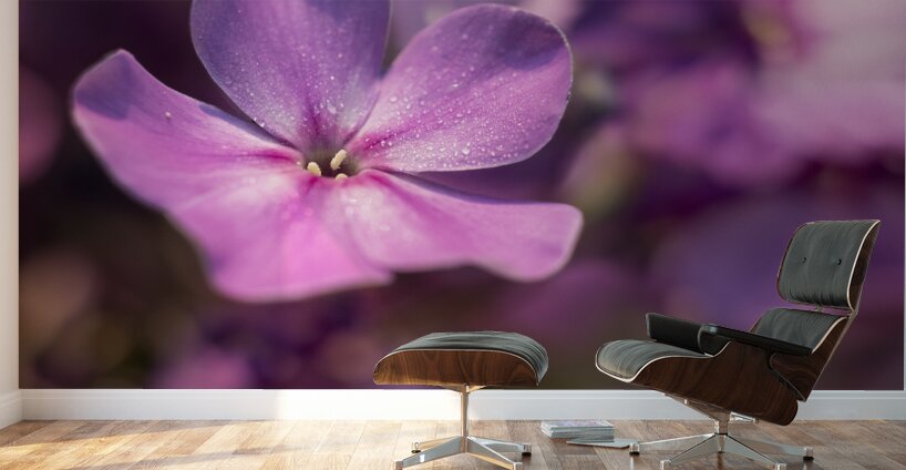 Pink World Wall Murals