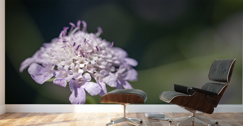 Pincushion Flower Wall Murals