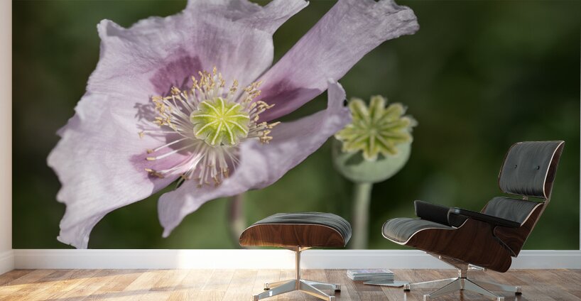 Pink Poppy Wall Murals