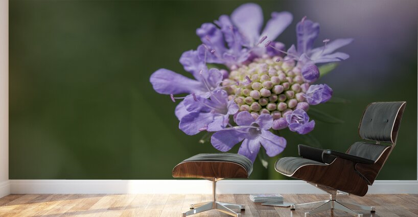 Purple Pincushion Wall Murals