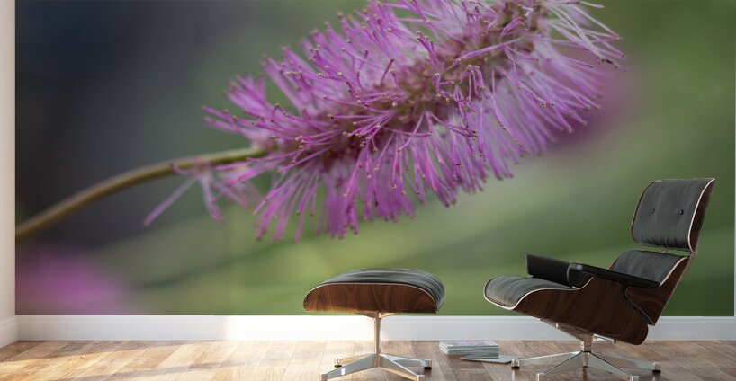 Squirrel Tail Wall Murals