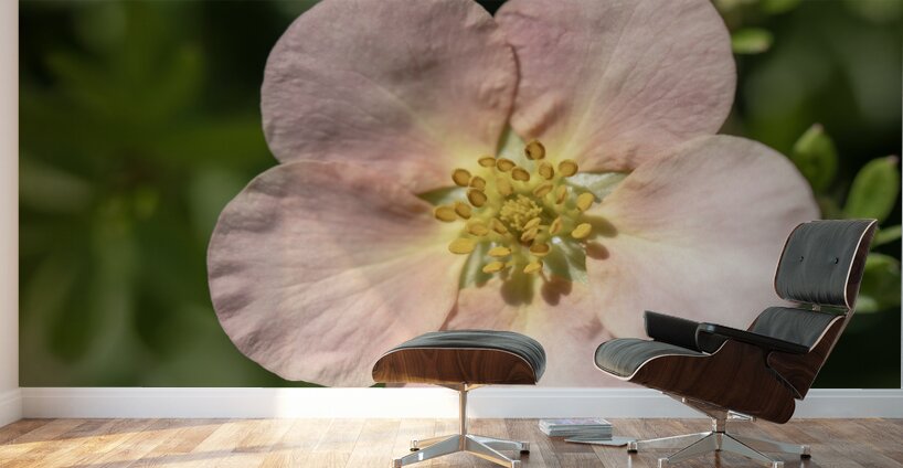 The Wild One Wall Murals