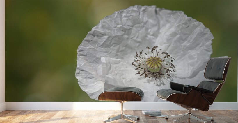 White Poppy Wall Murals