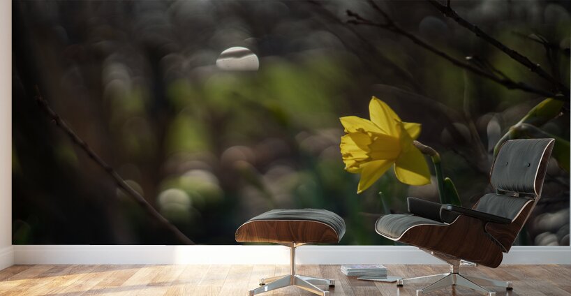 Daffodil Dreamscape Wall Murals