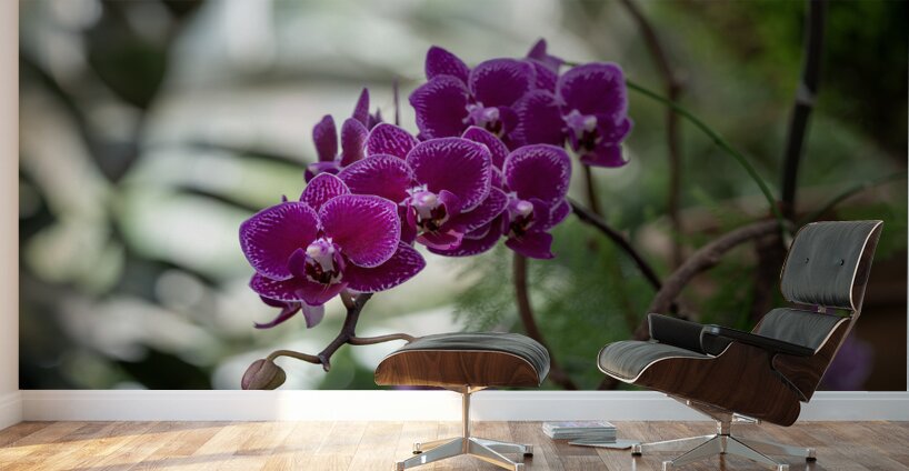 Velvet Violet Wall Murals